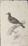 Original Old Antique Print Turtle Pigeon Fine Art Copper Engraving