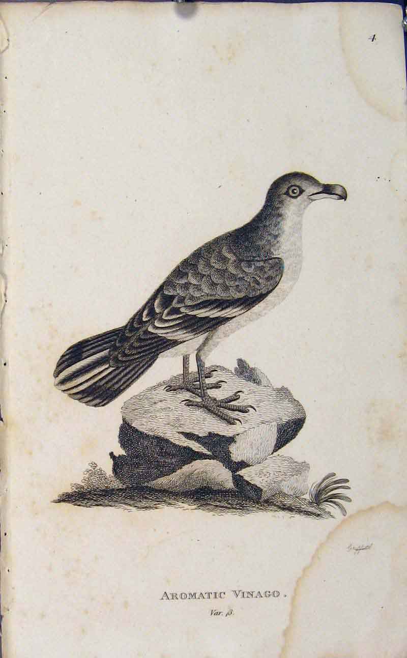 Original Old Antique Print Copper Art Engraving Birds Aromatic Vinago
