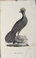 Original Old Antique Print Copper Engraving Birds Art Red Curassow