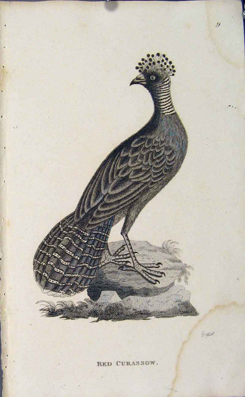 Original Old Antique Print Copper Engraving Birds Art Red Curassow