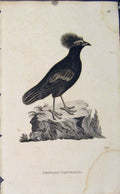 Original Old Antique Print Copper Engraving Bird Ard Impeyan Monaylus