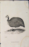 Original Old Antique Print Engraved Bird Copper Crowned Cryptonyx