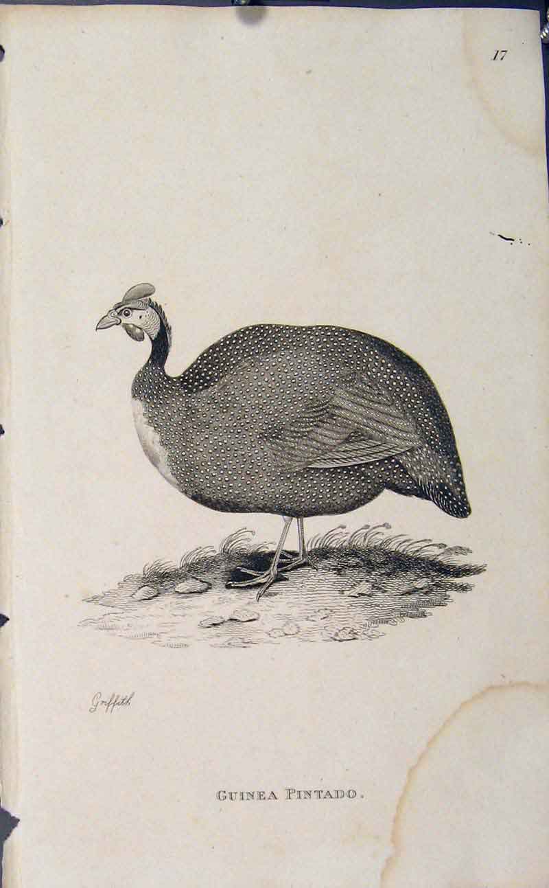 Original Old Antique Print Engraved Bird Copper Crowned Cryptonyx
