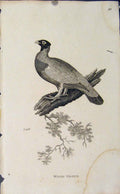 Original Old Antique Print Copper Engraving Bird Art Wood Grous