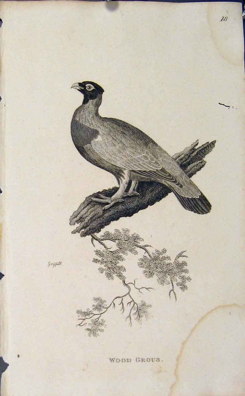Original Old Antique Print Copper Engraving Bird Art Wood Grous
