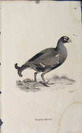 Original Old Antique Print Engraving Copper Bird Art Black Grous
