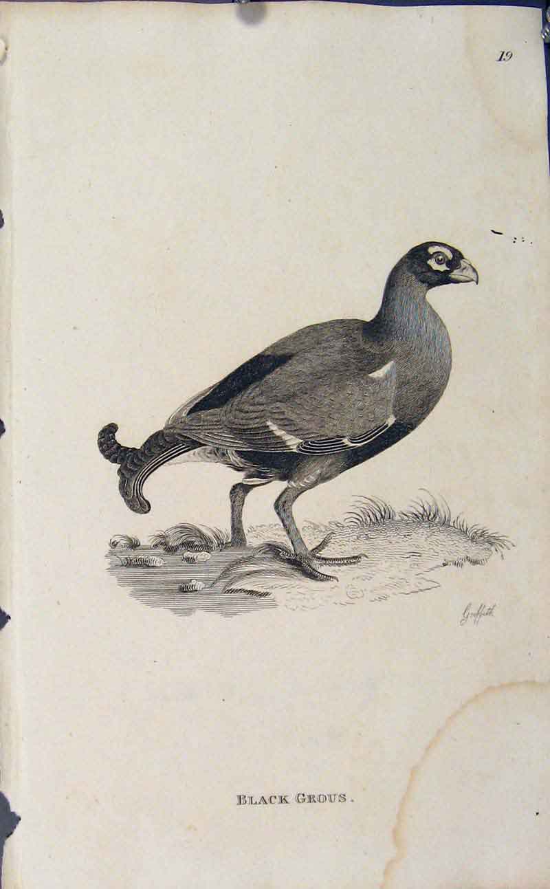 Original Old Antique Print Engraving Copper Bird Art Black Grous