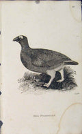 Original Old Antique Print Red Ptarmigan Fine Art Engraving Bird Art