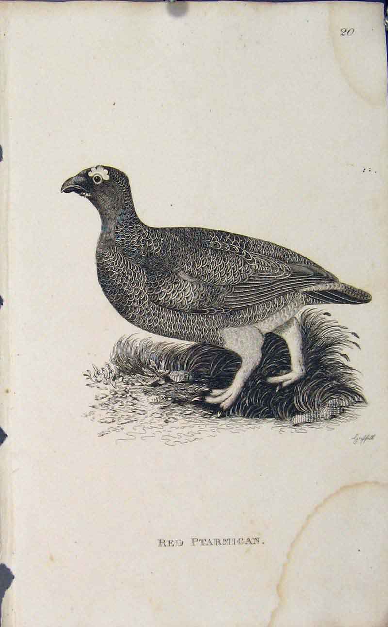 Original Old Antique Print Red Ptarmigan Fine Art Engraving Bird Art