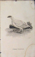Original Old Antique Print Common Partiridge Engraving Copper Birds