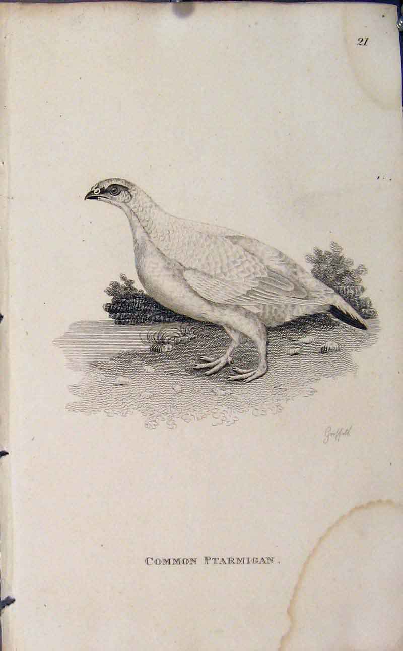 Original Old Antique Print Common Partiridge Engraving Copper Birds