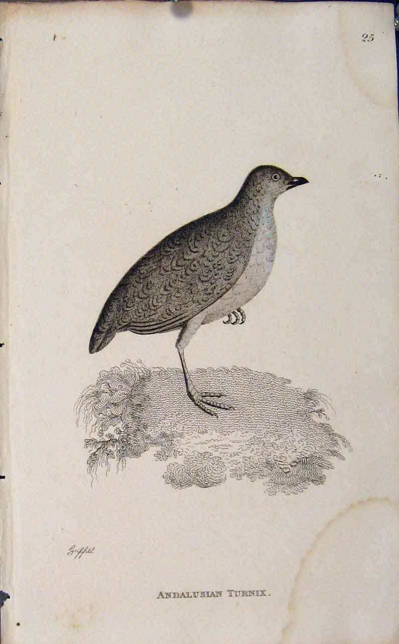 Original Old Antique Print Engraving Art Birds Andalusian Turnix
