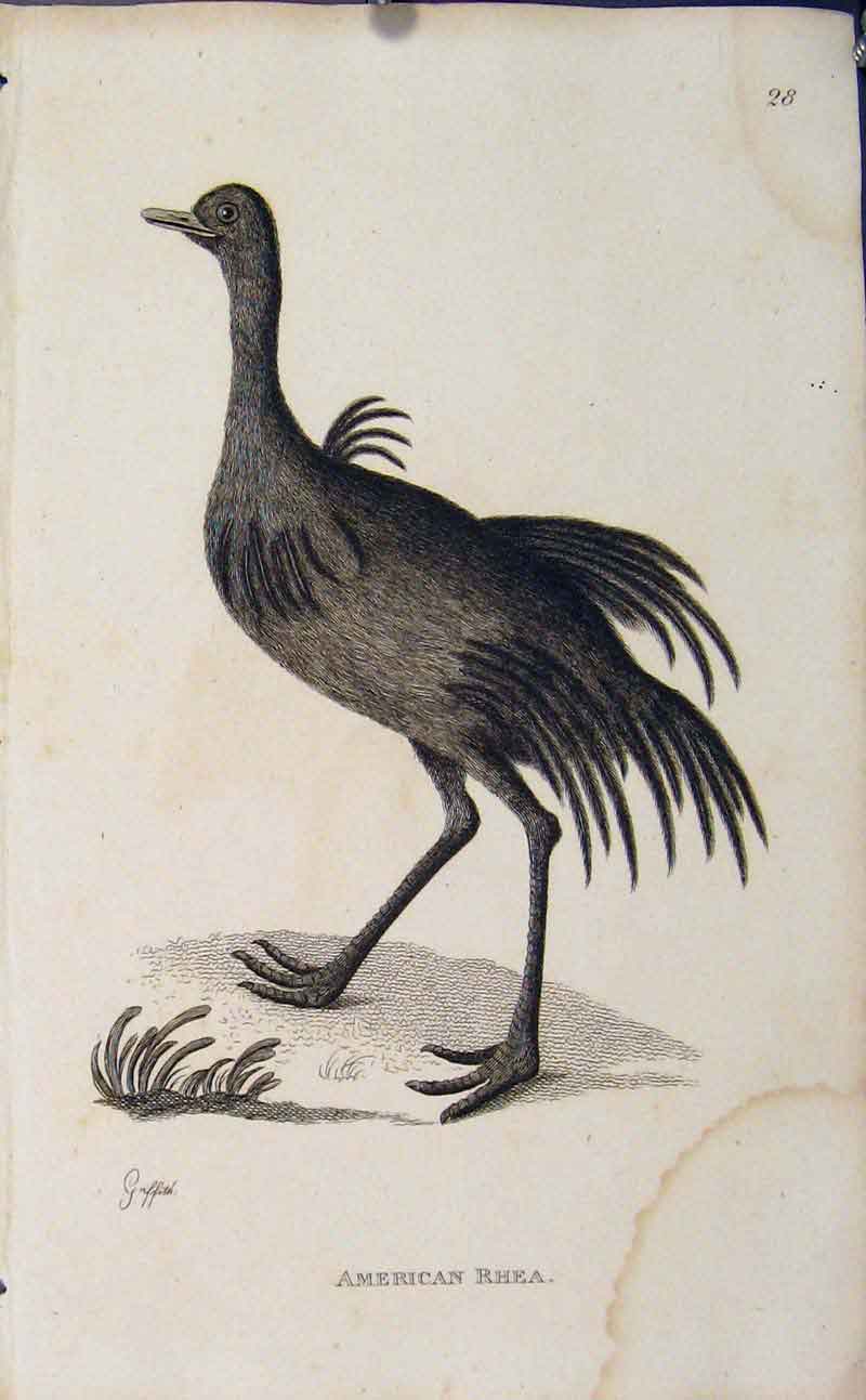 Original Old Antique Print Art Engraved Birds American Rhea Copper