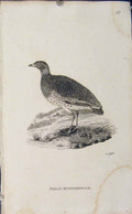 Original Old Antique Print Bird Art Engraved Copper Field Bustarnell