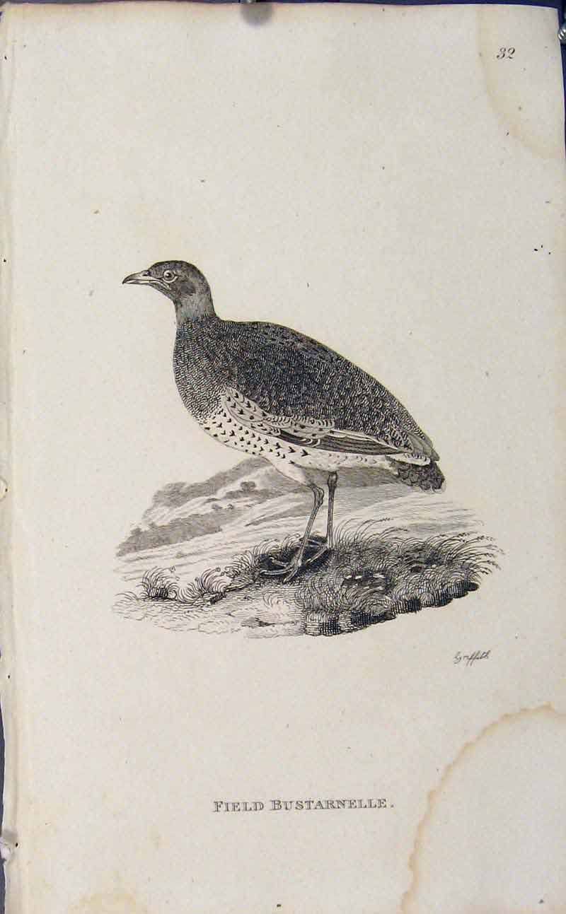 Original Old Antique Print Bird Art Engraved Copper Field Bustarnell