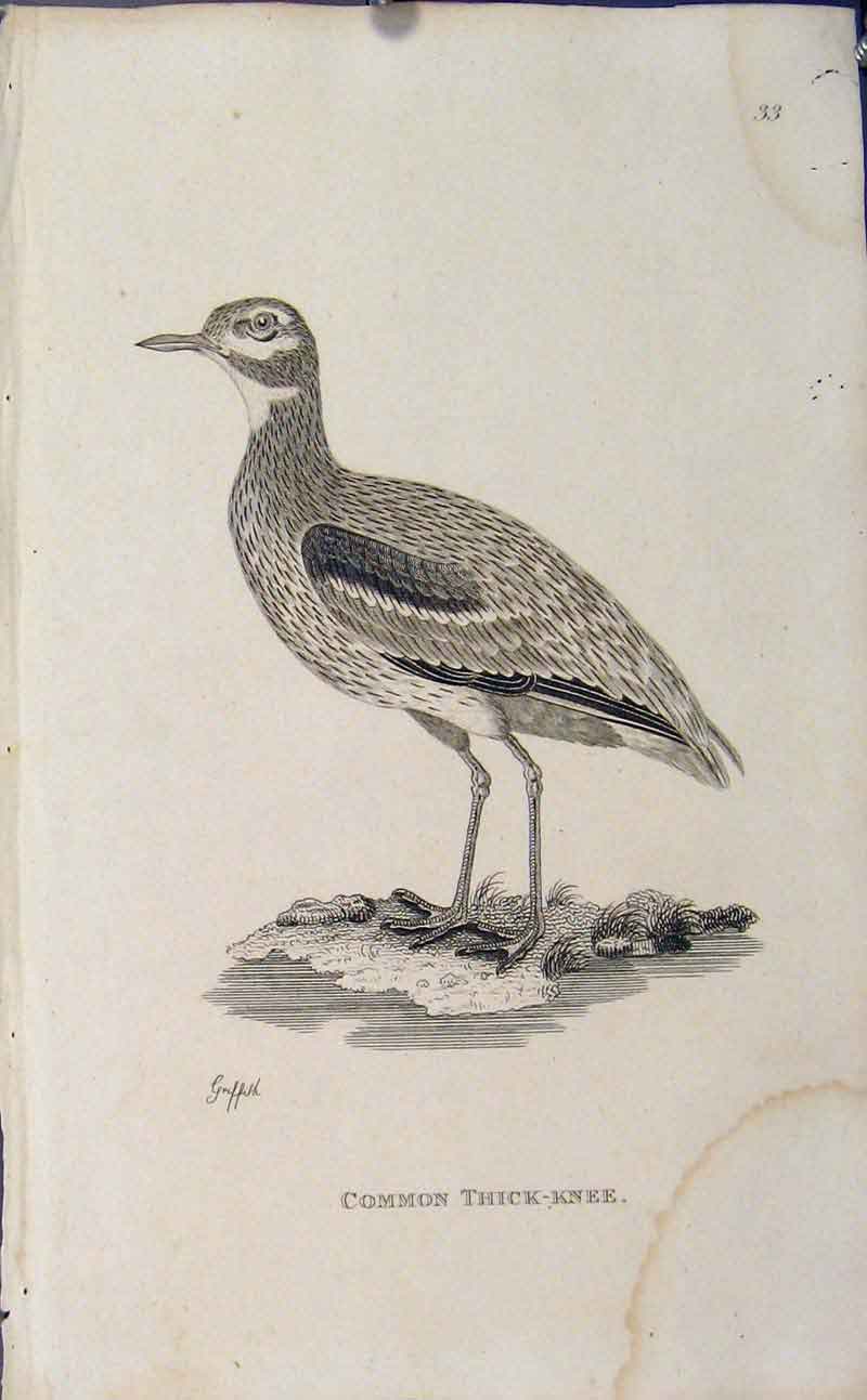 Original Old Antique Print Engraved Art Common Thick Knee Bird