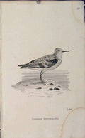 Original Old Antique Print Common Sanderling Birds Art Engraving