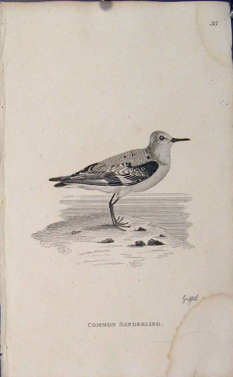 Original Old Antique Print Common Sanderling Birds Art Engraving