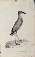Original Old Antique Print Engraved Bird Art Cream Colored Courser