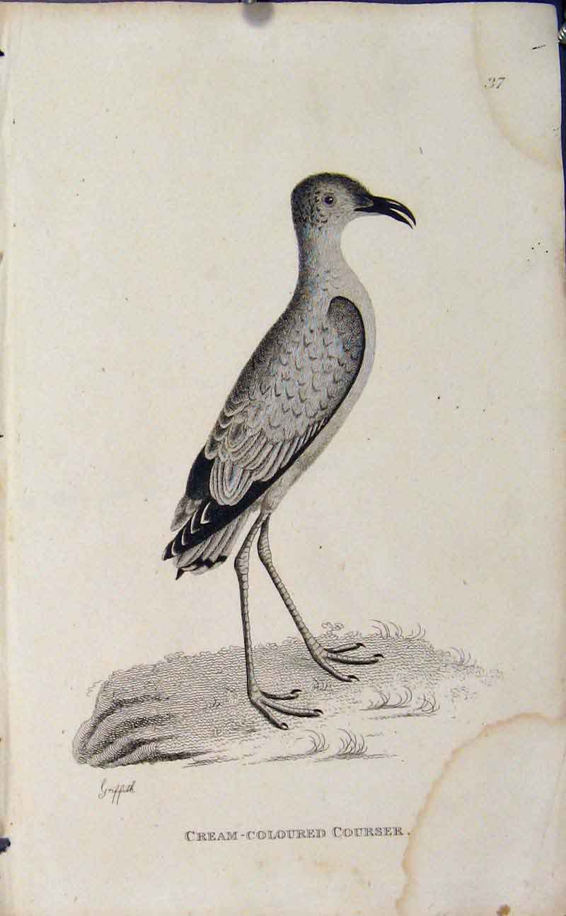 Original Old Antique Print Engraved Bird Art Cream Colored Courser