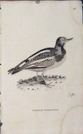 Original Old Antique Print Engraved Copper Bird Art Common Turnstone