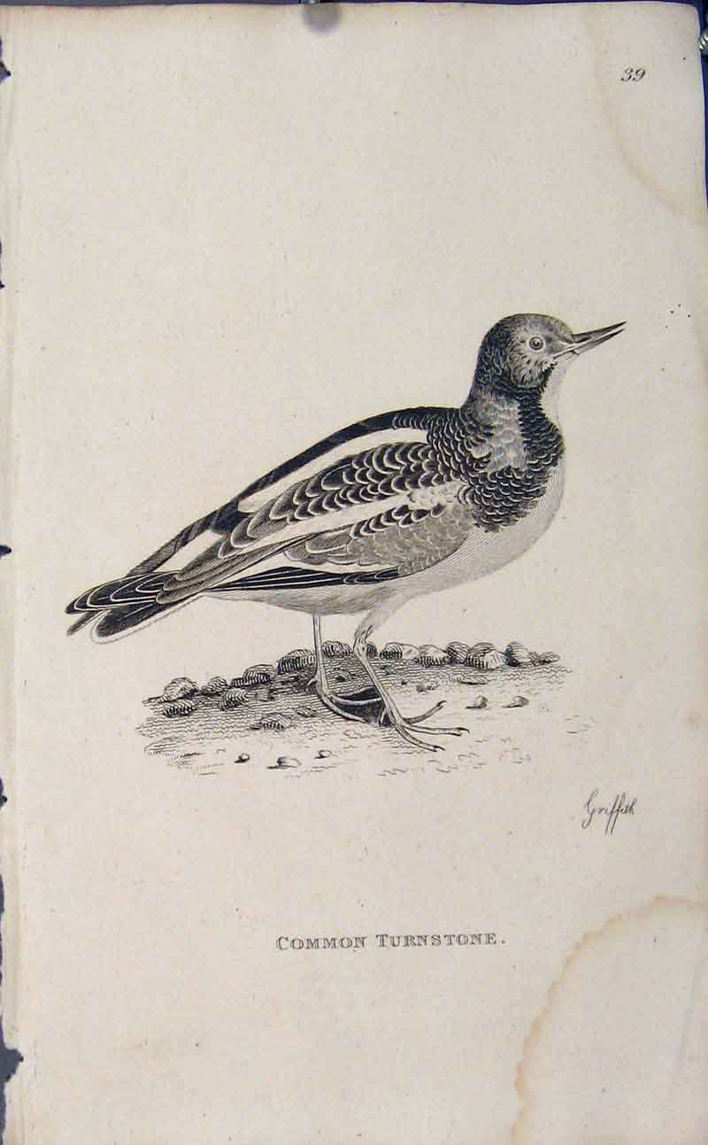 Original Old Antique Print Engraved Copper Bird Art Common Turnstone