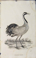 Original Old Antique Print Engraved Copper Art Common Crane Birds