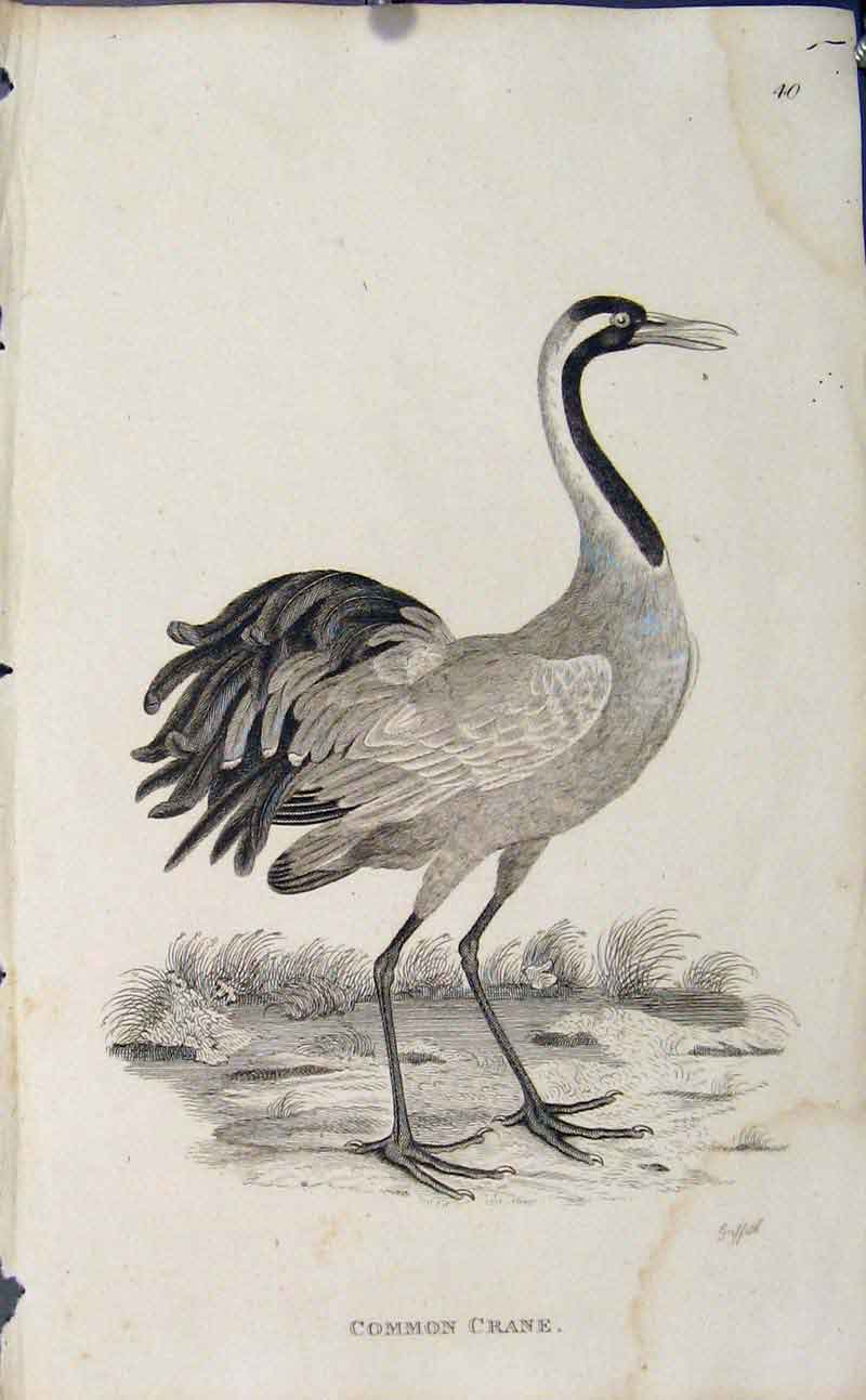 Original Old Antique Print Engraved Copper Art Common Crane Birds