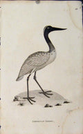 Original Old Antique Print Birds Copper Engraving Art American Jabiru