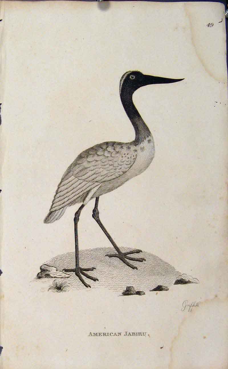 Original Old Antique Print Birds Copper Engraving Art American Jabiru