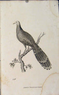 Original Old Antique Print Engraving Copper Art Argus Polyplectron