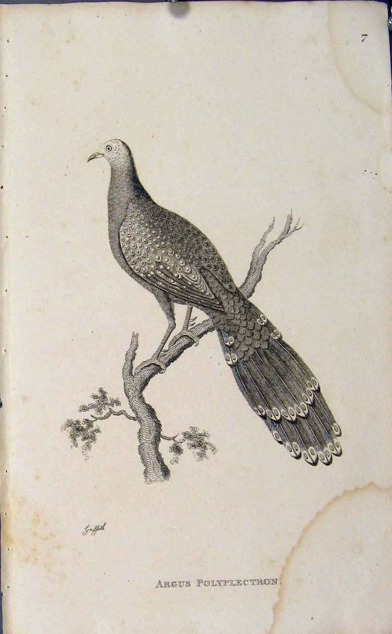Original Old Antique Print Engraving Copper Art Argus Polyplectron