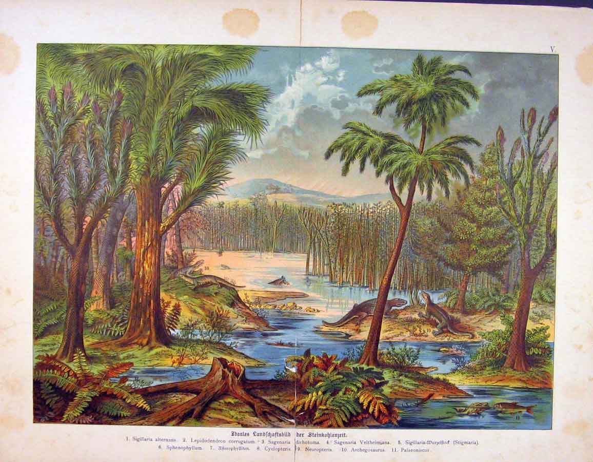 Original Old Antique Print Crocidle Habitat Alligator Swamp Color