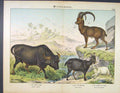 Original Old Antique Print Goat Buck Cattle Bull German Color C1880 Victorian
