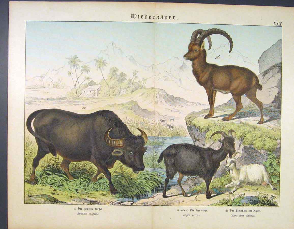 Original Old Antique Print Goat Buck Cattle Bull German Color C1880 Victorian