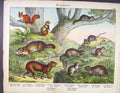 Original Old Antique Print Mouse Rat Rodent Shrew German Fine Color Art C1880