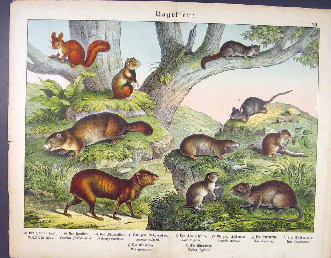 Original Old Antique Print Mouse Rat Rodent Shrew German Fine Color Art C1880