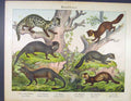 Original Old Antique Print Raccoon Mere Cat Mongoose German Color Art