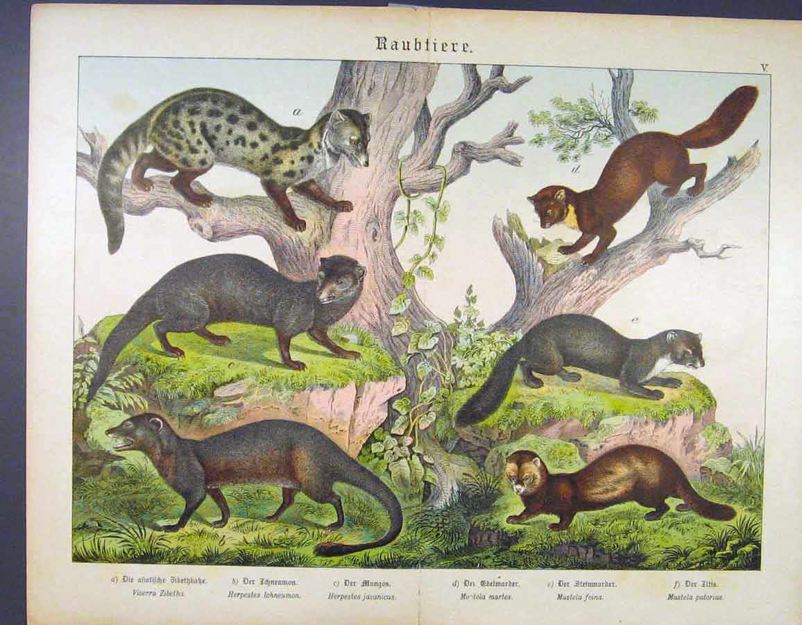 Original Old Antique Print Raccoon Mere Cat Mongoose German Color Art
