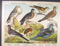 Original Old Antique Print Birds Dove Mating Turtle White Color Art