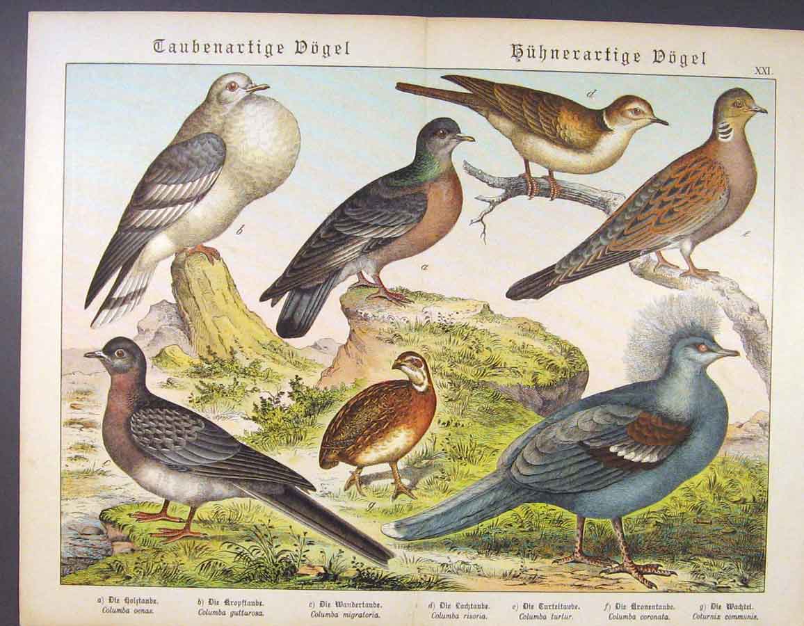 Original Old Antique Print Birds Dove Mating Turtle White Color Art