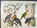 Original Old Antique Print Bird Spieces Color German Papagie Buggie