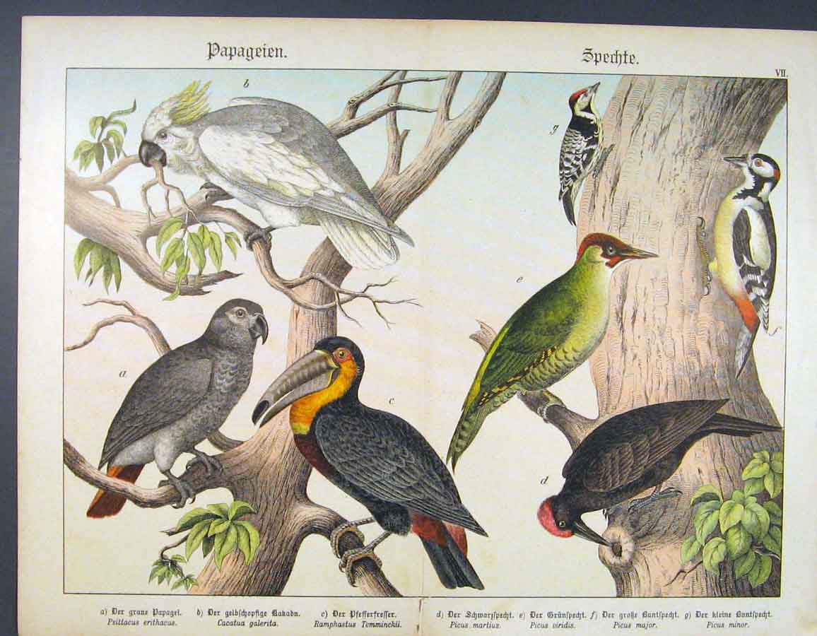 Original Old Antique Print Bird Spieces Color German Papagie Buggie