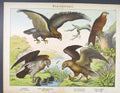 Old Antique Print Eagle Fish Eating Feeding Bird Crested German Color Art