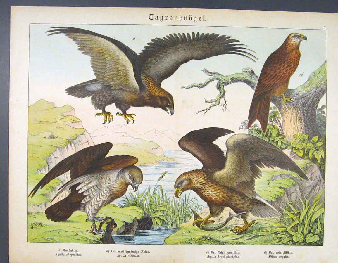 Old Antique Print Eagle Fish Eating Feeding Bird Crested German Color Art