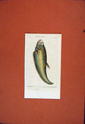 Original Old Antique Print Hand Colored Fish Bustart Finnal C1850 19th