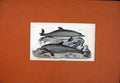 Original Old Antique Print Dolfin Porpesse Fine Art C1890 Sea 19th