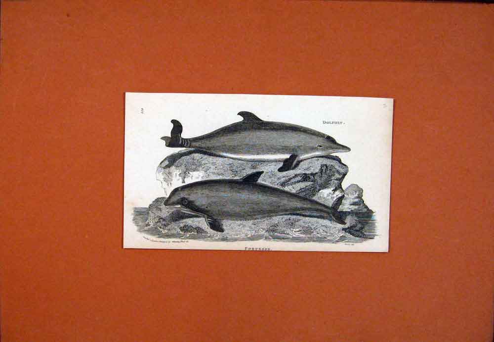 Original Old Antique Print Dolfin Porpesse Fine Art C1890 Sea 19th
