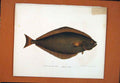 Original Old Antique Print Hielbutt Fine Art C1890 19th Century