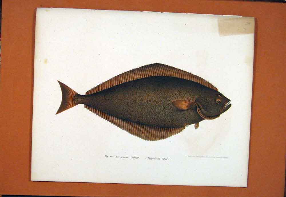Original Old Antique Print Hielbutt Fine Art C1890 19th Century